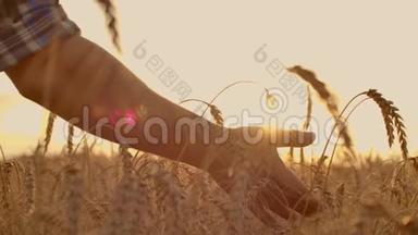 一个农<strong>民用</strong>手在田里摸小麦的特写镜头。 农夫的手慢慢地摸着麦子